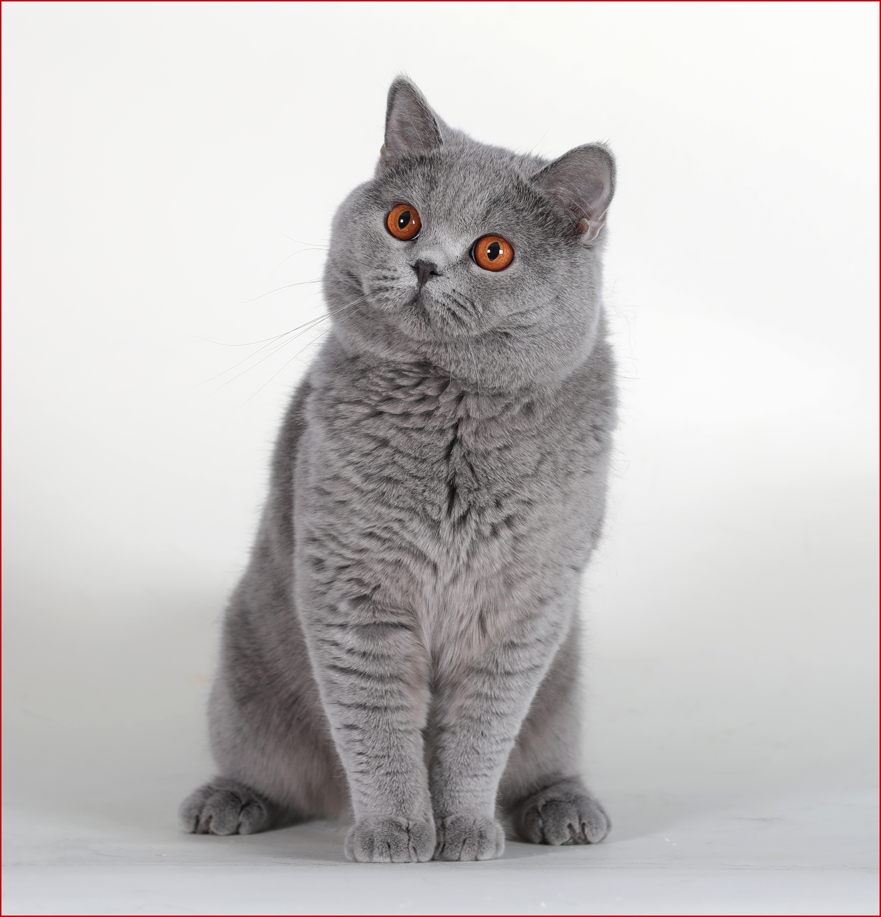 Britishblue Bear