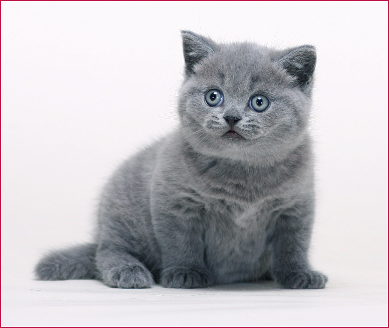 britishbluecats - from britishblue just too cute